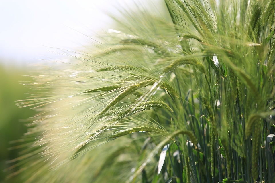 Baum natur gras anlage