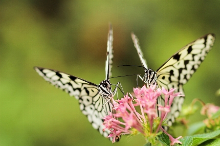 Nature grass wing photography Photo