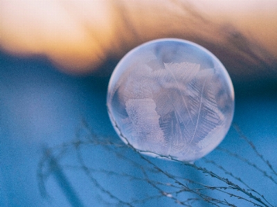 Water photography reflection biology Photo