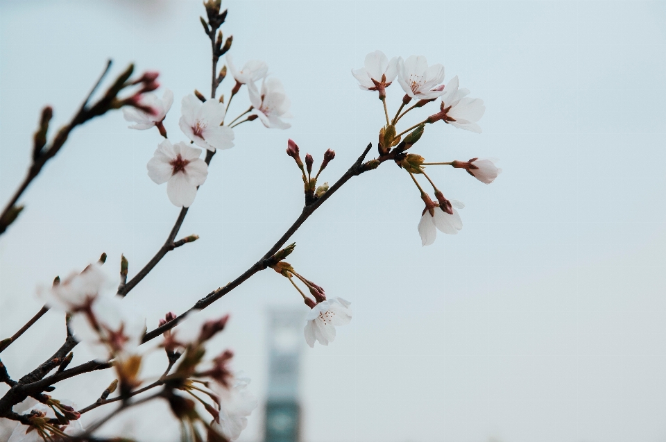 木 ブランチ 花 雪