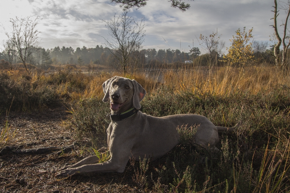 Landscape nature grass dog