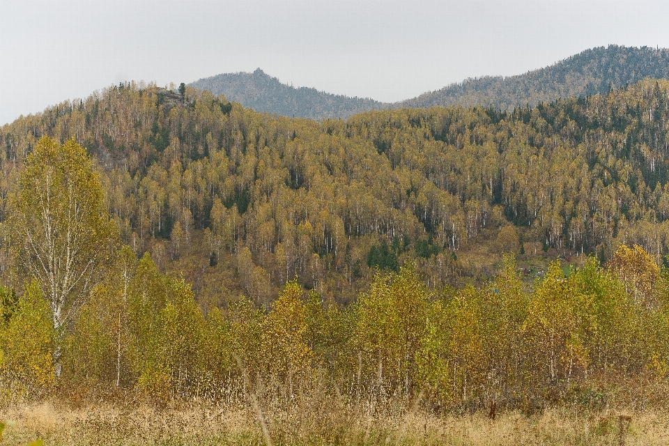 Paisaje árbol naturaleza bosque