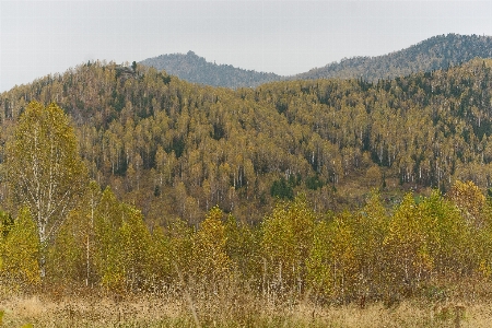 Landscape tree nature forest Photo