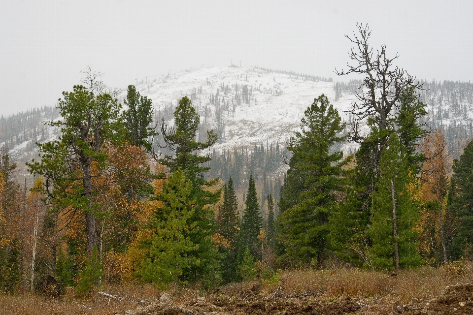 Paisaje árbol naturaleza bosque