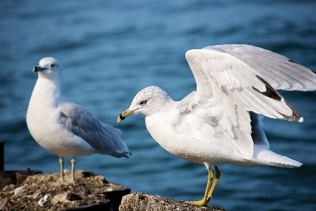 Sea bird wing animal Photo