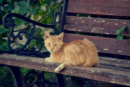 Foto Animal bonitinho olhando bicho de estimação