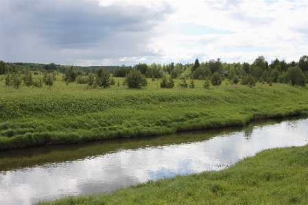 Landscape tree marsh swamp Photo