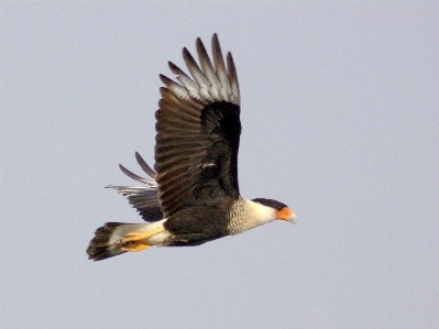 Nature bird wing sky Photo