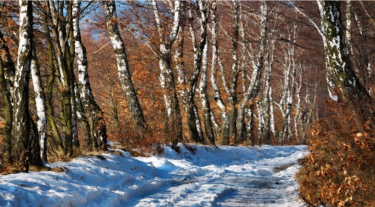 Foto Paesaggio albero natura foresta