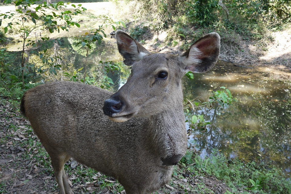 Wald straße tierwelt reh