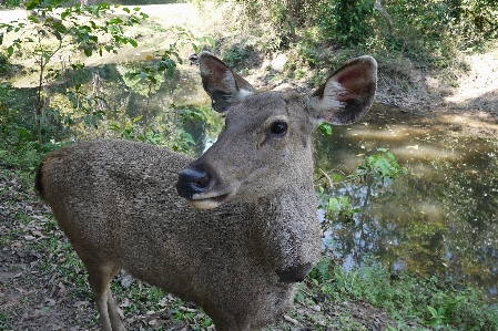 Forest road wildlife deer Photo