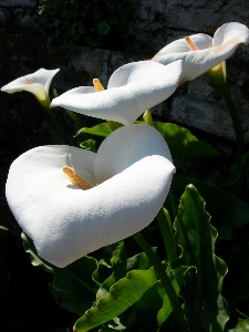 Nature blossom bird plant Photo