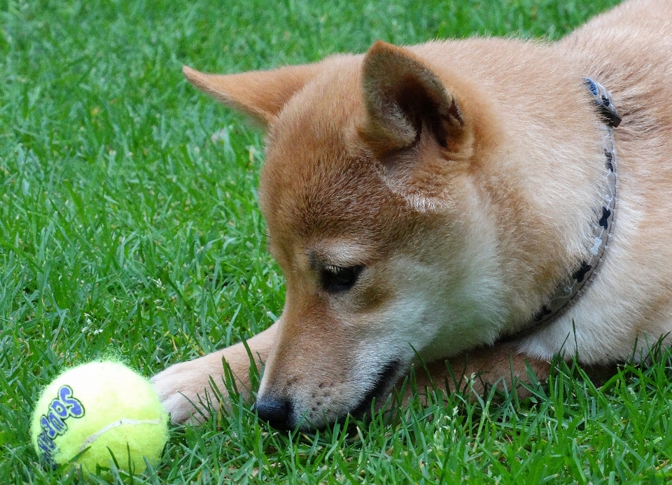 Jouer chiot chien animal de compagnie