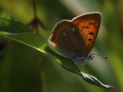 Nature grass wing plant Photo