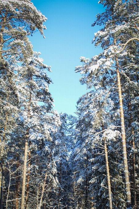 Tree nature forest wilderness