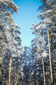 Tree nature forest wilderness Photo