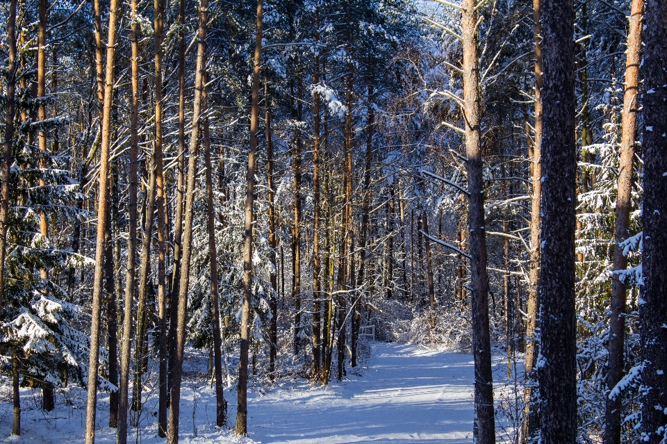 Krajobraz drzewo natura las