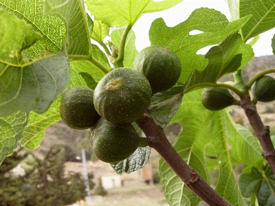 Tree nature branch plant Photo