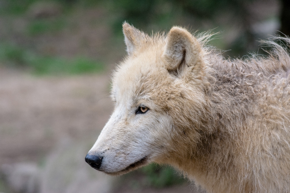 Natureza visualizar animal animais selvagens