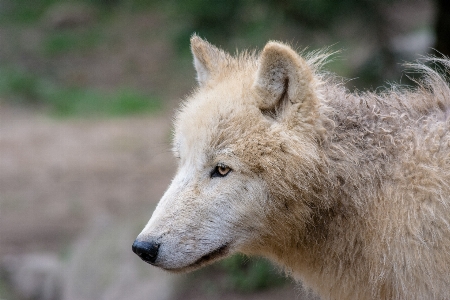 Nature view animal wildlife Photo