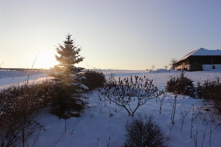 Landscape tree nature forest Photo