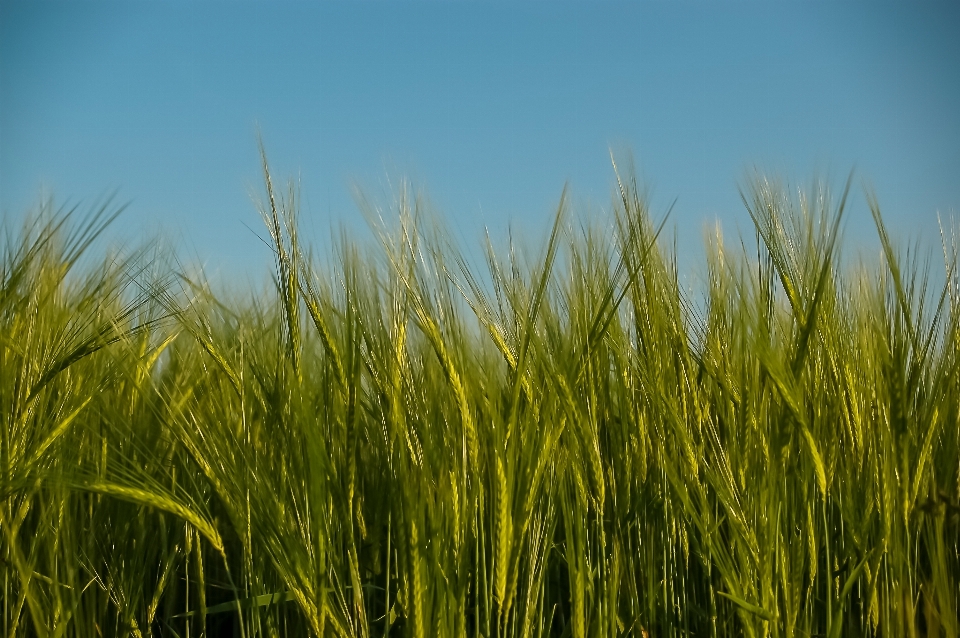 Landscape nature grass plant