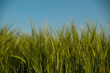 Landscape nature grass plant Photo