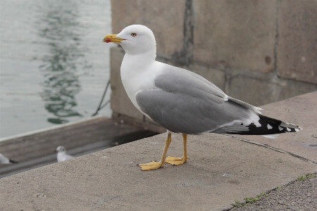 Bird dock wing animal Photo