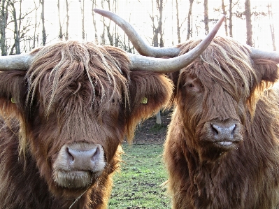 Photo Faune corne vache bétail