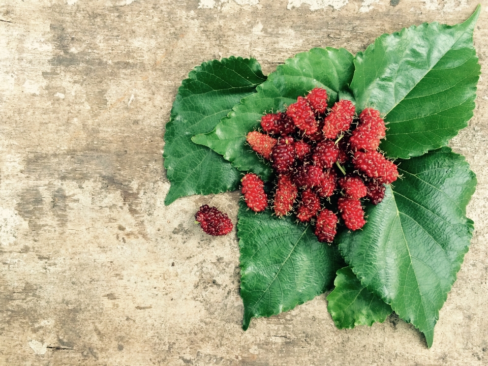 植物 葉 花 食べ物