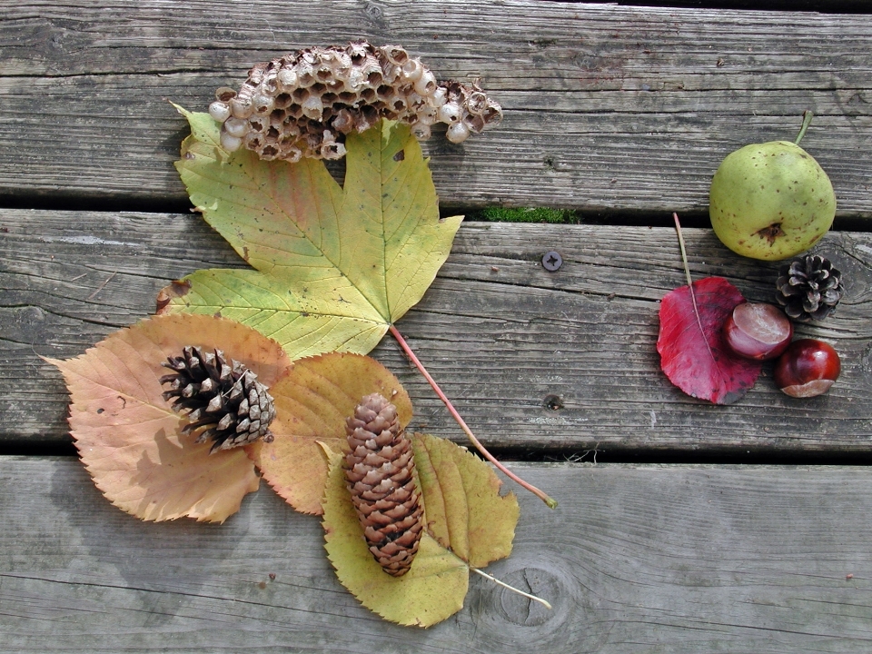 Nature plant fruit leaf