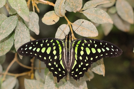 Wing leaf flower tropical Photo