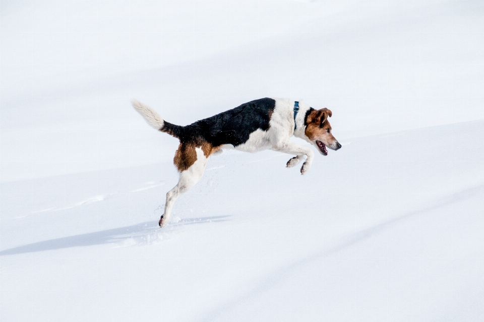 Snow winter mouse dog