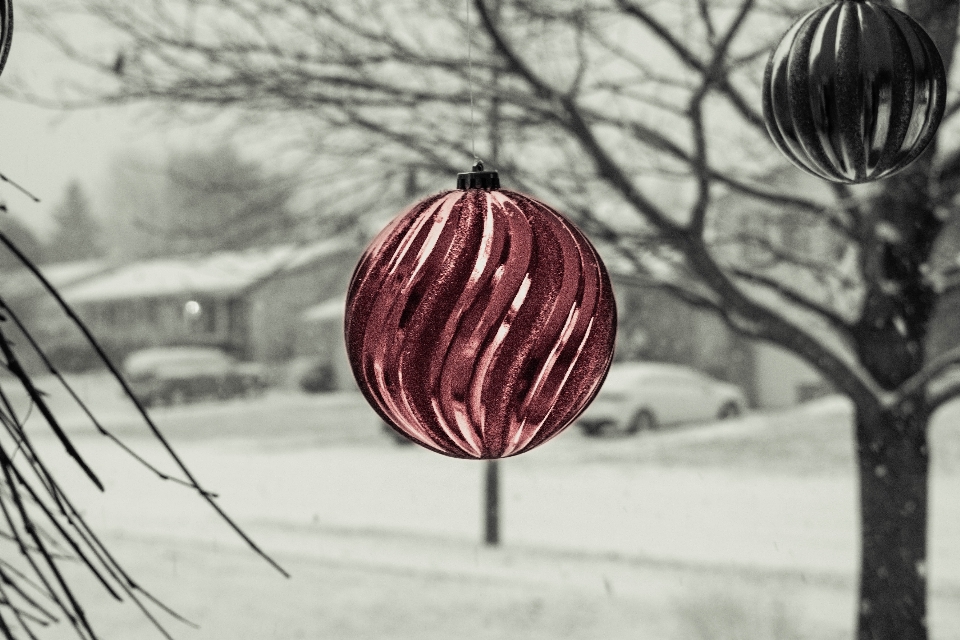 Baum zweig schnee winter