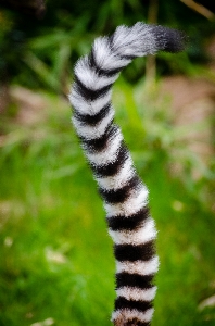 Grass branch blur animal Photo