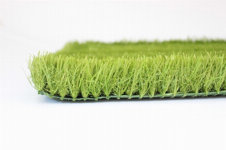 Grass plant sport lawn Photo