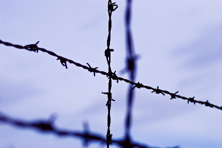 Branch snow cold winter Photo