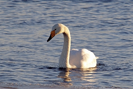 Foto água natureza pássaro asa