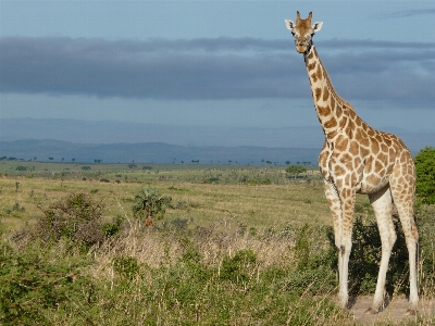 Prairie adventure wildlife africa Photo