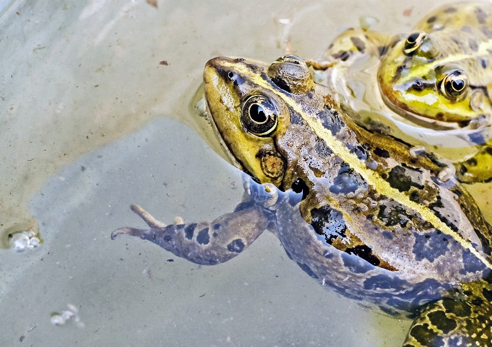 Air margasatwa biologi katak