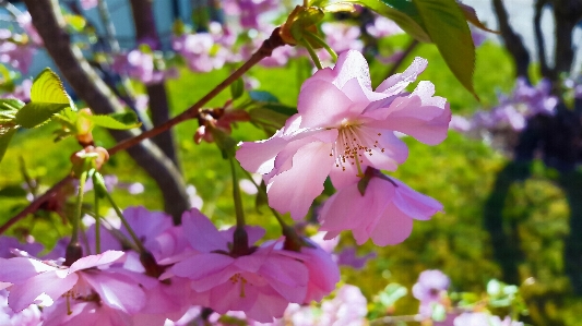 自然 ブランチ 花 植物 写真