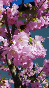 Tree nature branch blossom Photo