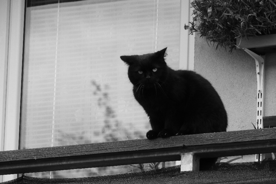 Noir et blanc
 blanc chaton chat