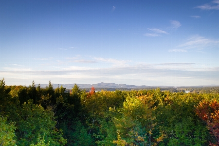 Landschaft baum natur wald Foto