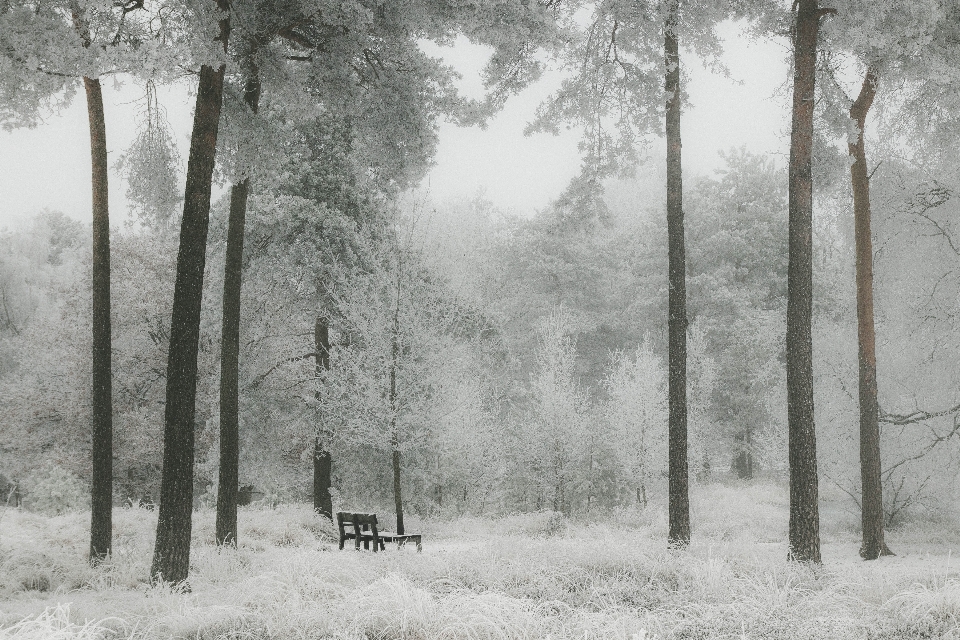 Paesaggio albero natura foresta