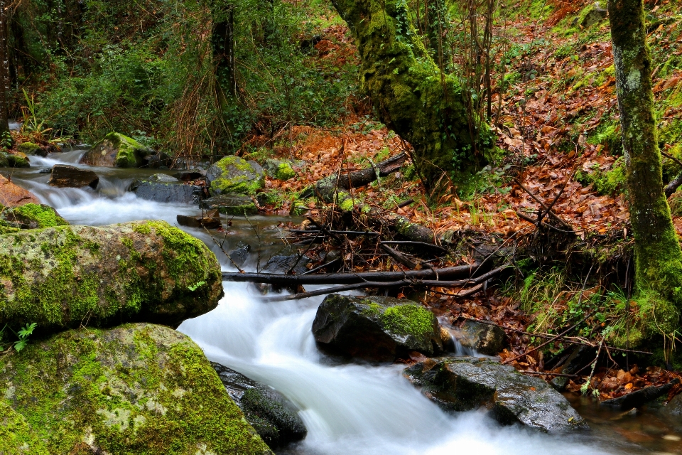 Paisagem árvore água natureza