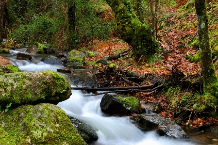 Landscape tree water nature Photo