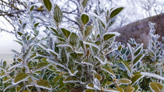 Tree nature branch snow Photo