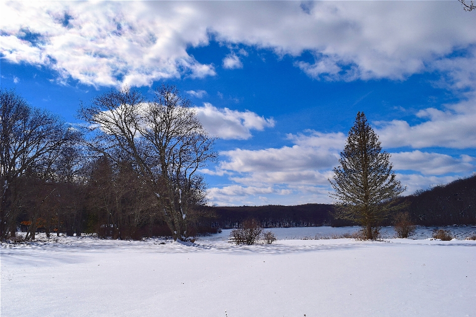 Landscape tree nature forest