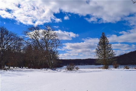 Landscape tree nature forest Photo